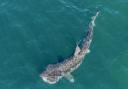 Basking sharks can be seen off Scotland's west coast between May to October as they breed