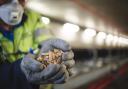 Biomass pellets used at Drax Power Station