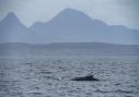 Numerous whale sightings were recorded during this summer's In Search of Giants cruise