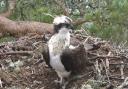 LM12 was found dead on the Loch of the Lowes nature reserve in May