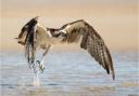 Ospreys are a protected species in Scotland and it is illegal to kill one