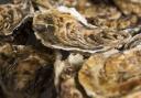 Around 30,000 oysters have been released into the estuary since September last year