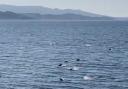 The short video shows dozens of dolphins leaping out from the ocean