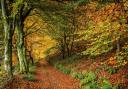 Scotland is home to dozens of great places to see the autumn leaves fall