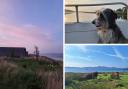 Clockwise from left: The view from Torsa suite, our ferry dog friend, and Luing cattle enjoy the sun