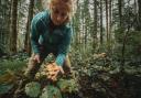 Chanterelle mushrooms being harvested