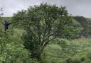 The secrets of the tree's genetic code are being unlocked to bring a greater understanding of biodiversity across the UK and Ireland