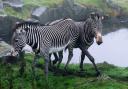 Oberon (right) arrived at Edinburgh Zoo over the weekend