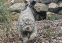 Akiko will be joined by a female Pallas's cat in the coming months