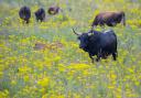 Trees for Life are seeking to introduce a huge species of wild cattle to Scotland