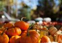 There are plenty of pumpkin patches in Scotland