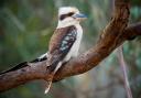 There are thought to be less than five or 10 Kookaburras in the entire UK.