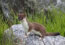 Although stoats have the same colouring as weasels, they have a longer tail