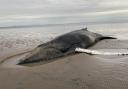 Members of the public reported hearing thuds of the whale thrashing its tail flukes, desperately trying to manoeuvre itself off the sand