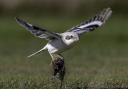 The steppe grey shrike was pictured 6000km away from its home in East Lothian