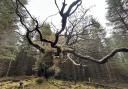 The Skipinnish Oak was named UK Tree of the Year