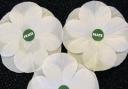 White poppies have doubled in popularity since 2021, according to the PPU which distributes them