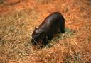 An endangered hippo calf has been born at Edinburgh Zoo