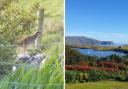 Corncrakes are one of 26 priority species listed by the National Trust for Scotland