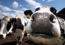 File photograph of cows on the Drumduan farm near Nairn