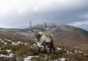 The Cairngorms and Edinburgh were named among the best places to visit this Christmas