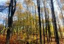 Aspens were once common in Scotland but have now largely disappeared as a result of deforestation and overgrazing