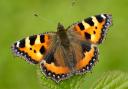 The latest Scottish Biodiversity Indicator examines the long-term trend for butterflies since 1979