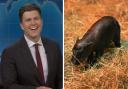 SNL joined in on the rivalry between Haggis and viral pygmy hippo Moo Deng