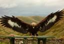 Golden eagle disappearances are being treated as suspicious