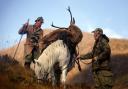 A highland pony leads a shooting party of Sgorr Ruadh on the Achnashellach estate in Wester Ross