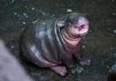 Edinburgh Zoo visitors can now see Haggis