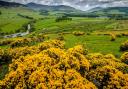 Mandatory Credit: Photo by Scottish Viewp/REX Shutterstock (4491086a) Gorse bushes in flower in the Scottish Borders - with the river Tweed in the valley beyond VARIOUS (33076159)