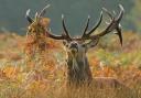 There are estimated to be around 1 million deer in Scotland
