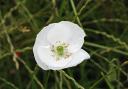 The Sunday National is displaying a white poppy on its front page today