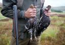 The grouse shooting season commences every year on August 12