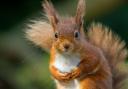 A red squirrel has been spotted in Bishopbriggs for the first time in decades