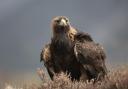 It's hoped the passing of the Wildlife Management and Muirburn (Scotland) Bill will better protect birds of prey like golden eagles