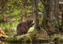Beavers are Scotland's secret weapon in rewilding fight