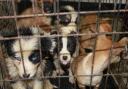 New bill hopes to cut off demand for cruel puppy farms