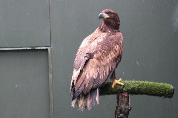 A rare white-tailed sea eagle which was just an hour away from drowning is now thriving on the Isle of Rum - just months after being rescued.The stricken bird was discovered on the Isle of Mull dazed and struggling to fly last October. See SWNS story