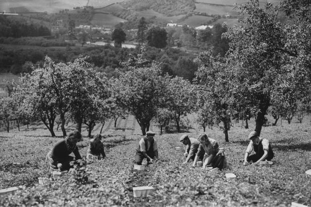 Fruit pickers, image from Getty Images