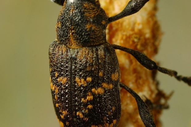 The pine weevil, which destroys conifer trees, is found in all parts of Scotland, northern Europe, Turkey, China, and Japan.