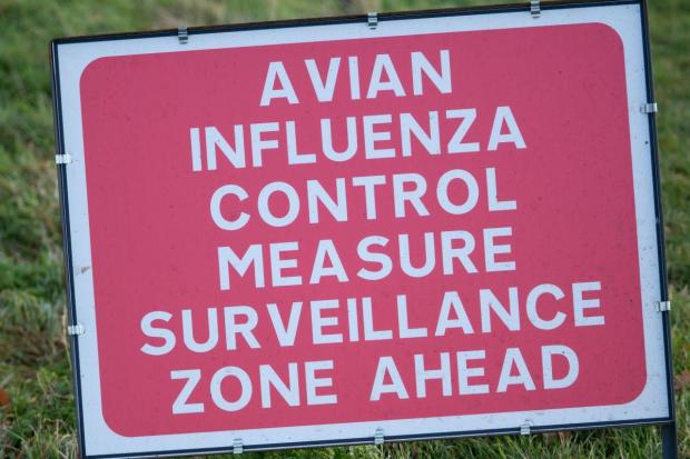 The National: Seabirds won't be taken into RSPCA branches due to the spread of avian flu recently (PA)