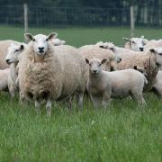 Police are appealing for information after the theft of 40 sheep near Kinross