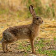 Minister welcomes increased sightings of ‘iconic’ mountain hares