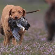 Grouse moor management in Scotland takes place over an area around half the size of Wales - and brings in just £23 million to the economy