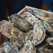 Scots researchers developing new PCR test to boost health of shellfish