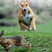 Hare coursing is a sport using dogs, usually, greyhounds to hunt hares, which is illegal under the Hunting Act 2004.