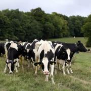 The plans would have allowed ministers to prevent beef from cows kept in confined spaces from coming to the UK
