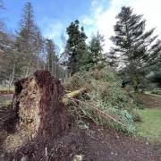 Dawyck Botanic Gardens saw its flaky fir – from China and one of the first to be introduced in the UK – uprooted